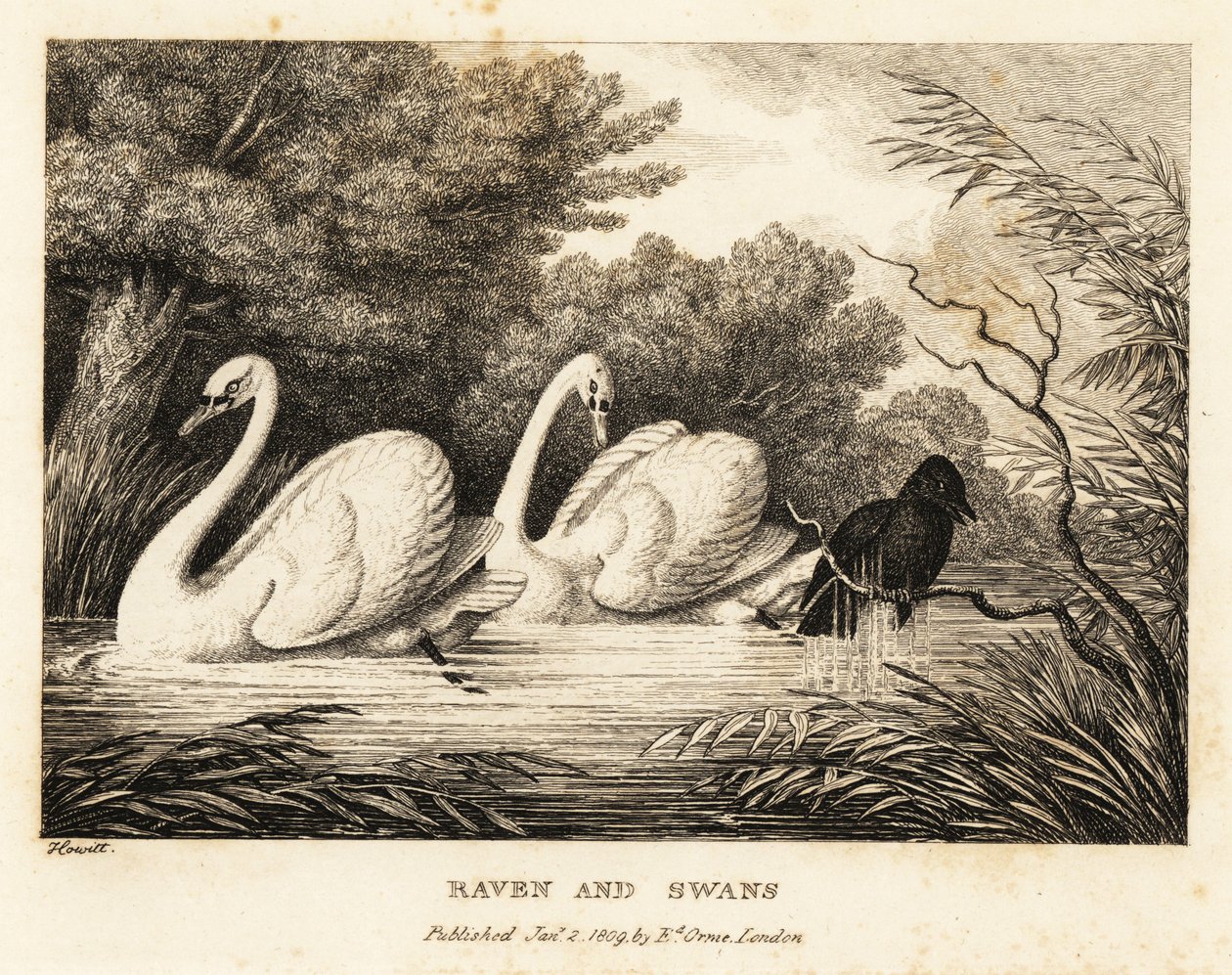 Korppi yrittää pestä ollakseen enemmän kuin valkoiset joutsenet. 1811 (etsaus) tekijältä Samuel Howitt