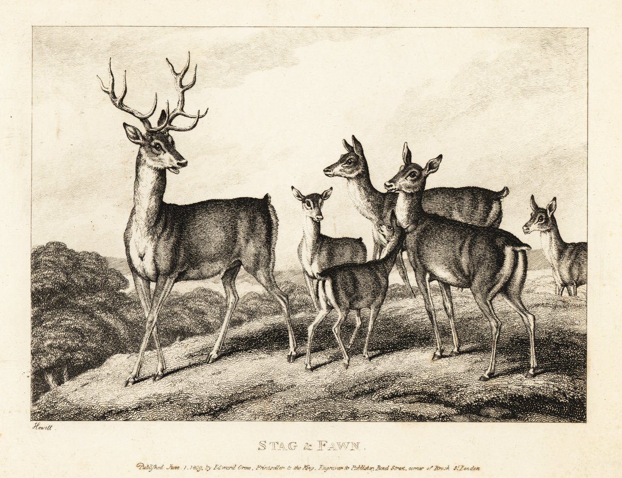 Polttarit, joilla on hirviöitä ja vasuja. Hirvi ja vasikka. 1811 (etsaus) tekijältä Samuel Howitt
