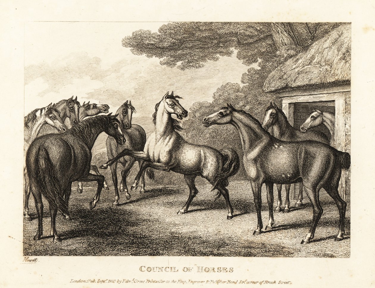 Nuori varsa yrittää nostaa kapinaa tallissa. 1811 (etsaus) tekijältä Samuel Howitt