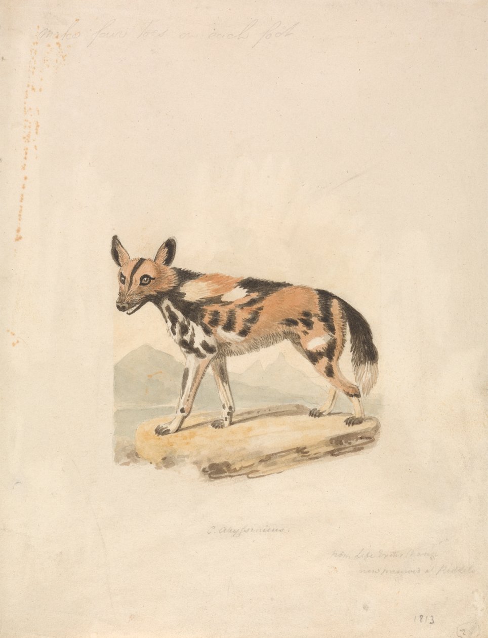 Abessinian Koira tekijältä Samuel Howitt