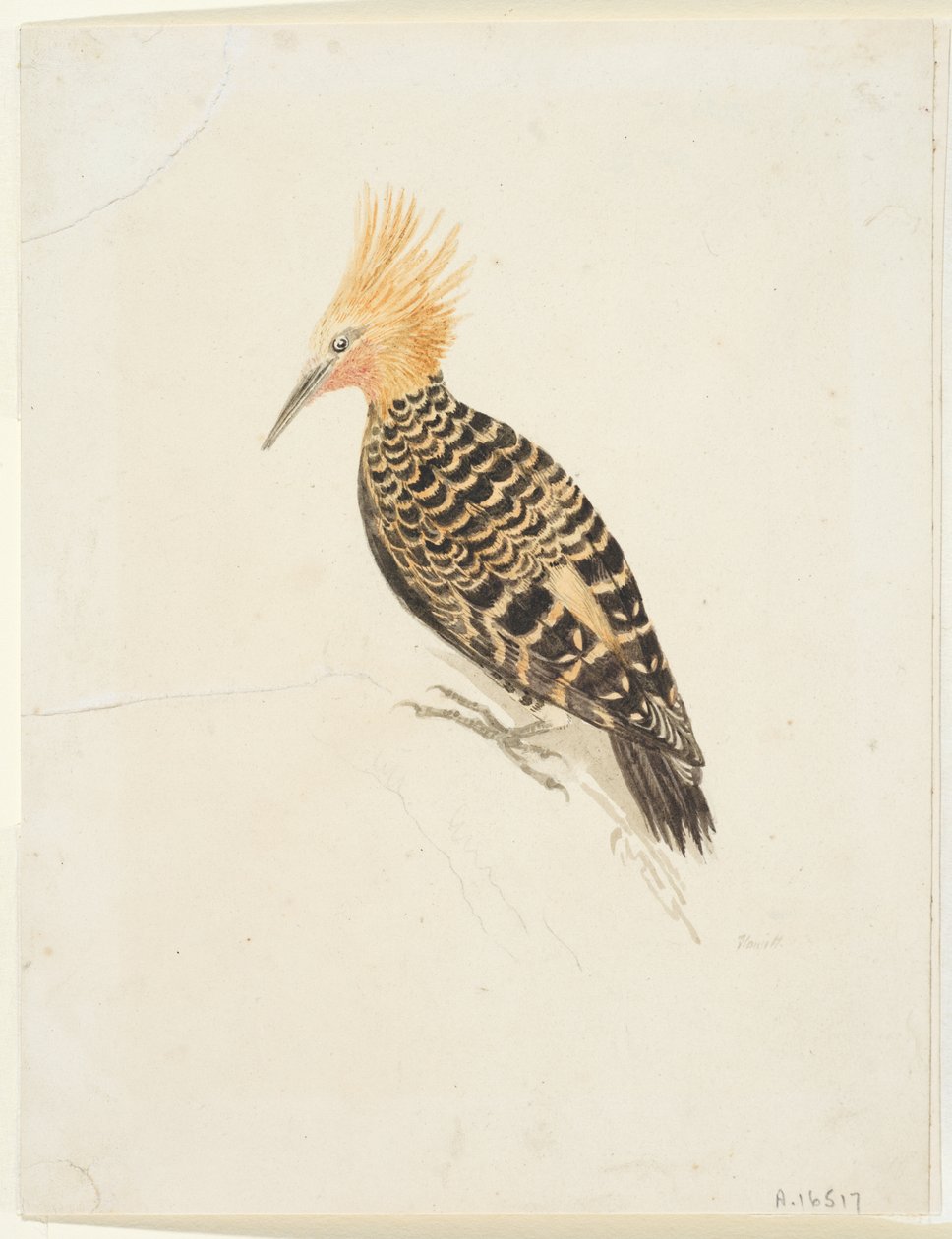Lintu, n. 1765-22 (grafiitti ja akvarelli kudottupaperille, asetettu alas) tekijältä Samuel Howitt