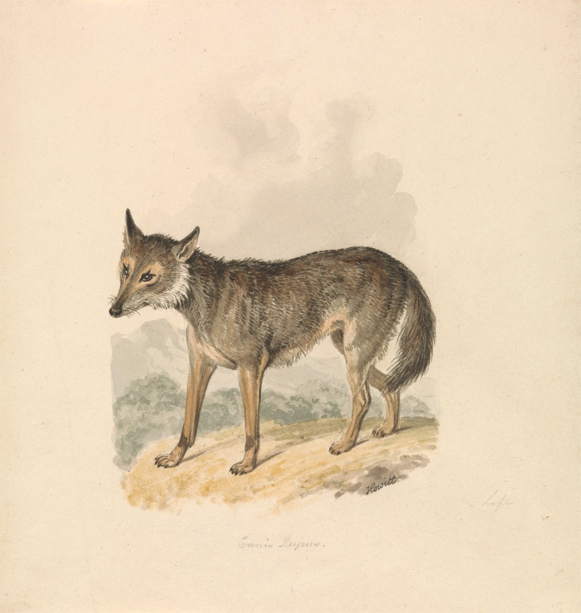 Canis Lupus tai harmaa susi tekijältä Samuel Howitt