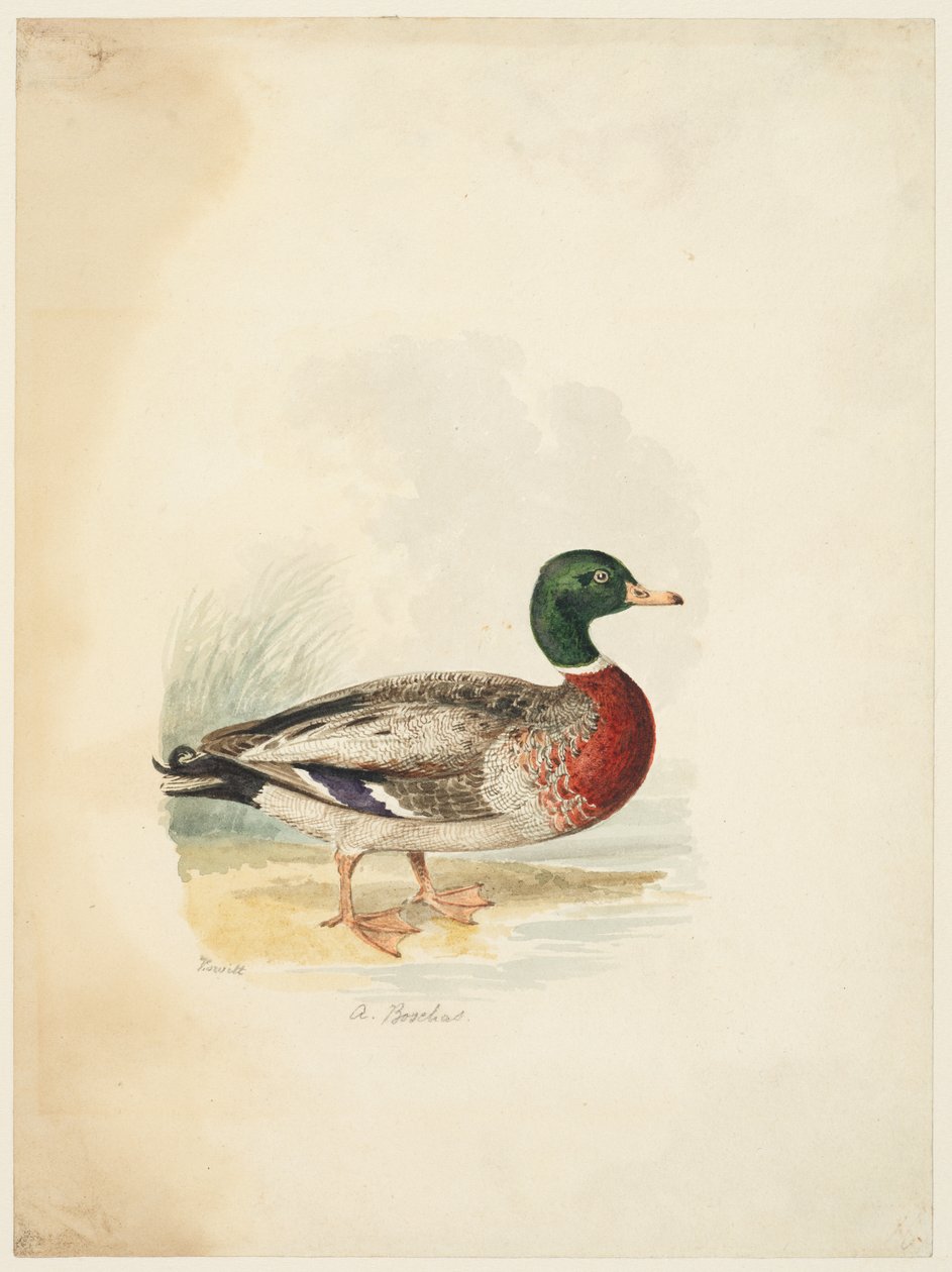 Ankka - Anas boschas (recto), n. 1813-22 (grafiitti, kynä & ruskea muste & akvarelli, grafiitti kudospaperille) tekijältä Samuel Howitt