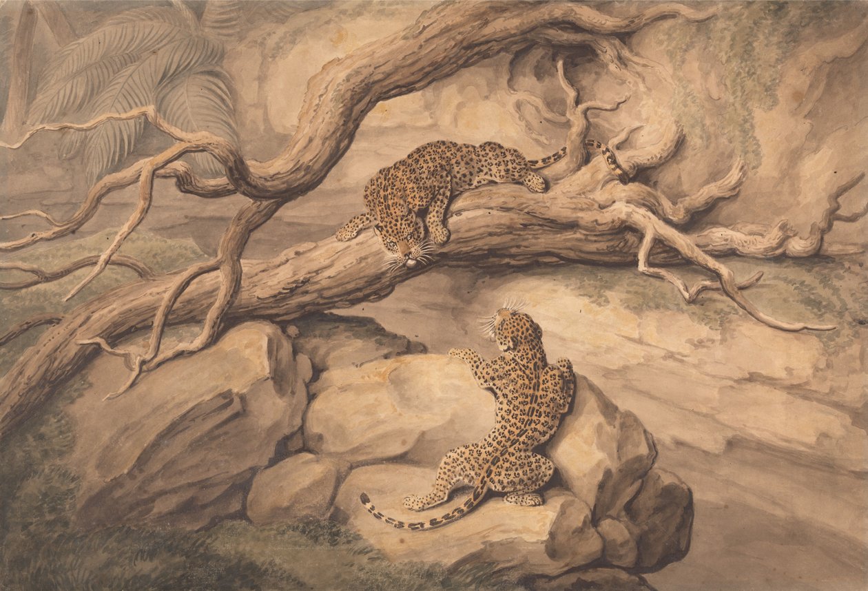 Leopardit leikkivät kaatuneiden puiden ja kivien keskellä tekijältä Samuel Howitt