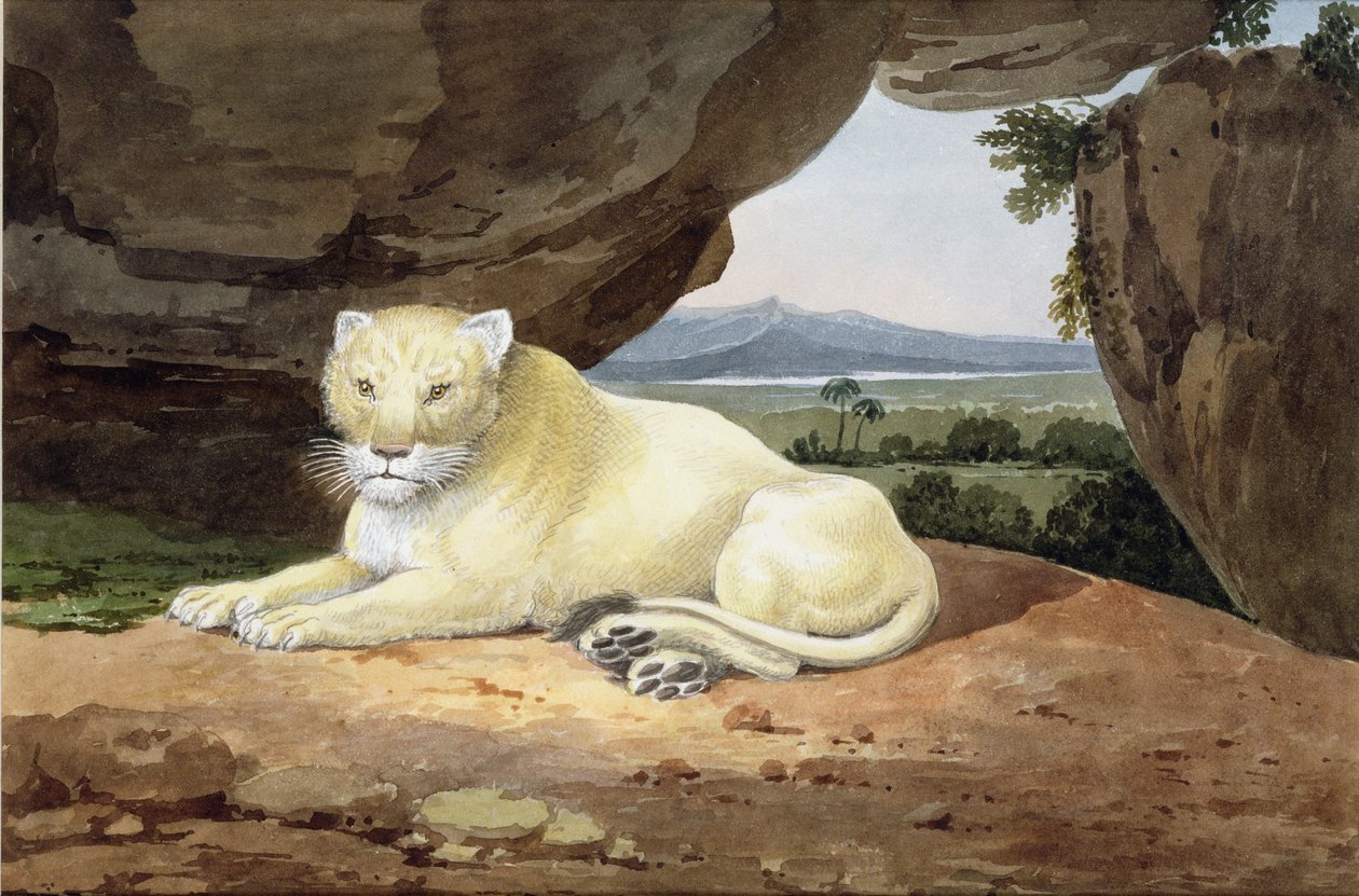 Lioness (katso myös 85758) tekijältä Samuel Howitt