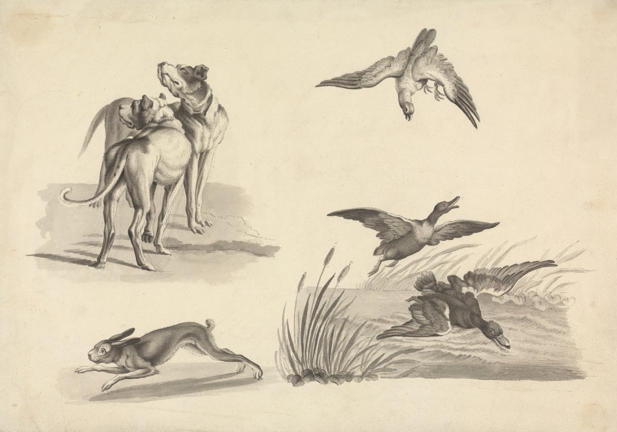 Folha de Estudos de Hounds, Hare, Falcon e Ducksfinnish tekijältä Samuel Howitt