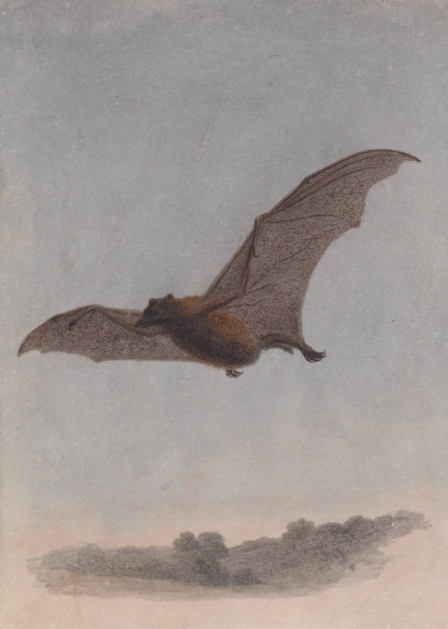 Vampyyrilepakkotutkimus tekijältä Samuel Howitt