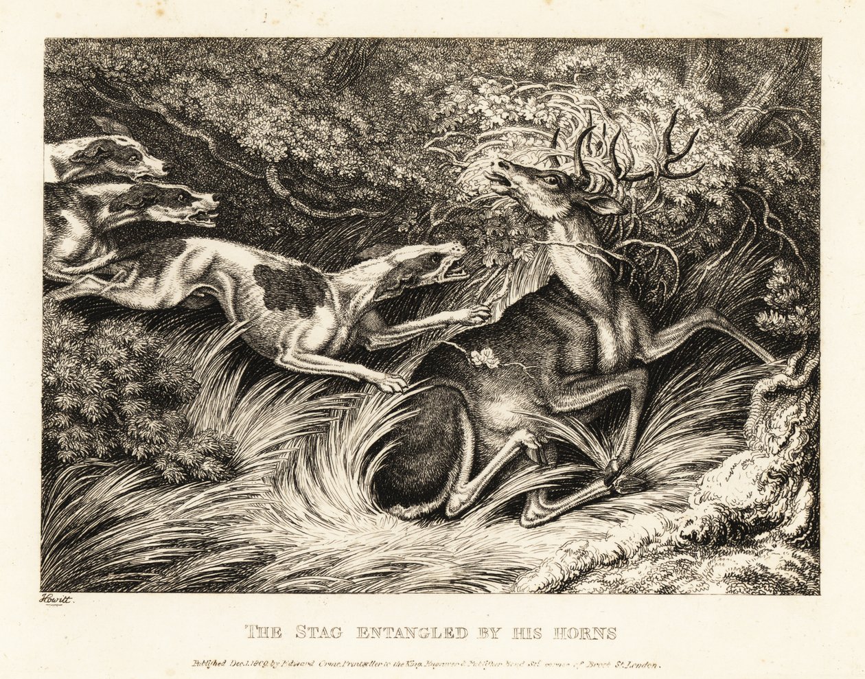 Kolme koiraa hyökkää sarvistaan kiinni jääneen polttarin kimppuun. 1811 (etsaus) tekijältä Samuel Howitt