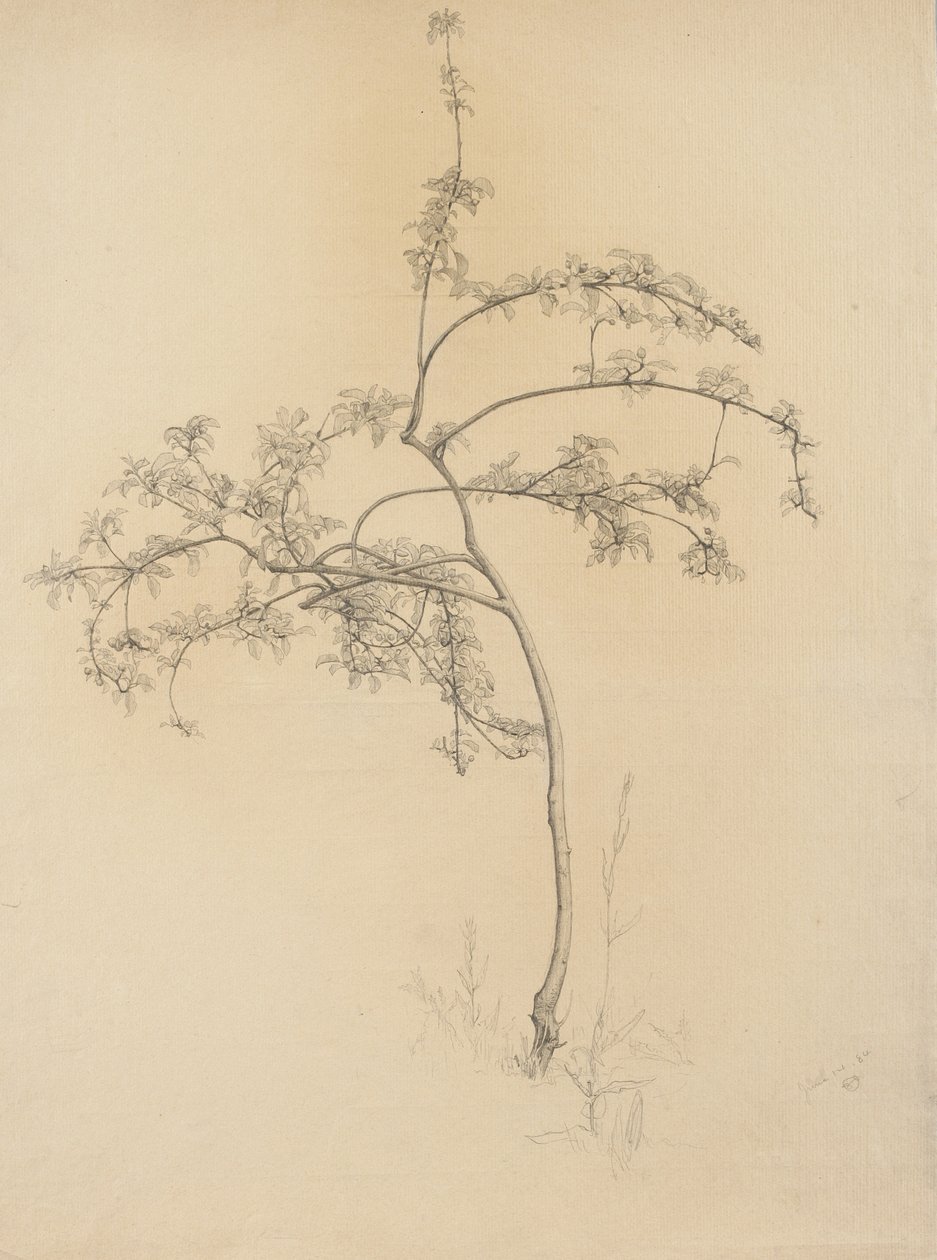 Kukkiva puu, 1884 (grafiitti härskille paperille) tekijältä Samuel Isham