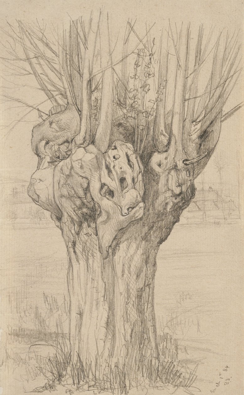 ryppyinen puu, 1884 (grafiitti kiillotetulla paperilla) tekijältä Samuel Isham