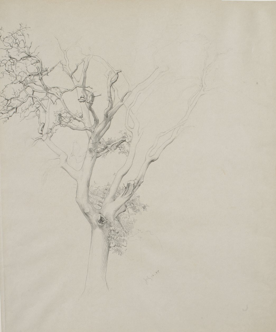 Puututkimus, 1884 (grafiitti harmaalla kudottupaperilla) tekijältä Samuel Isham