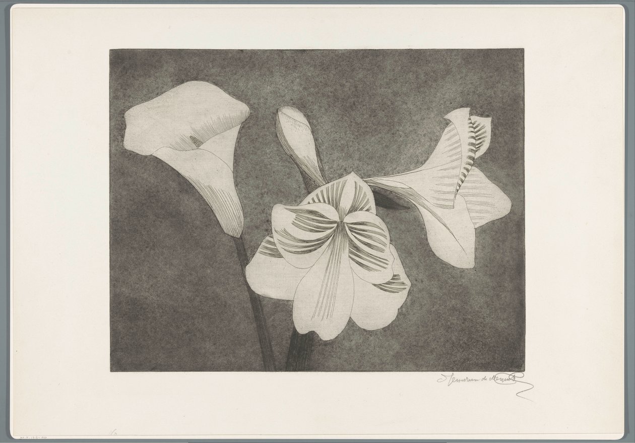 Amaryllis ja arum tekijältä Samuel Jessurun de Mesquita (signed by artist)