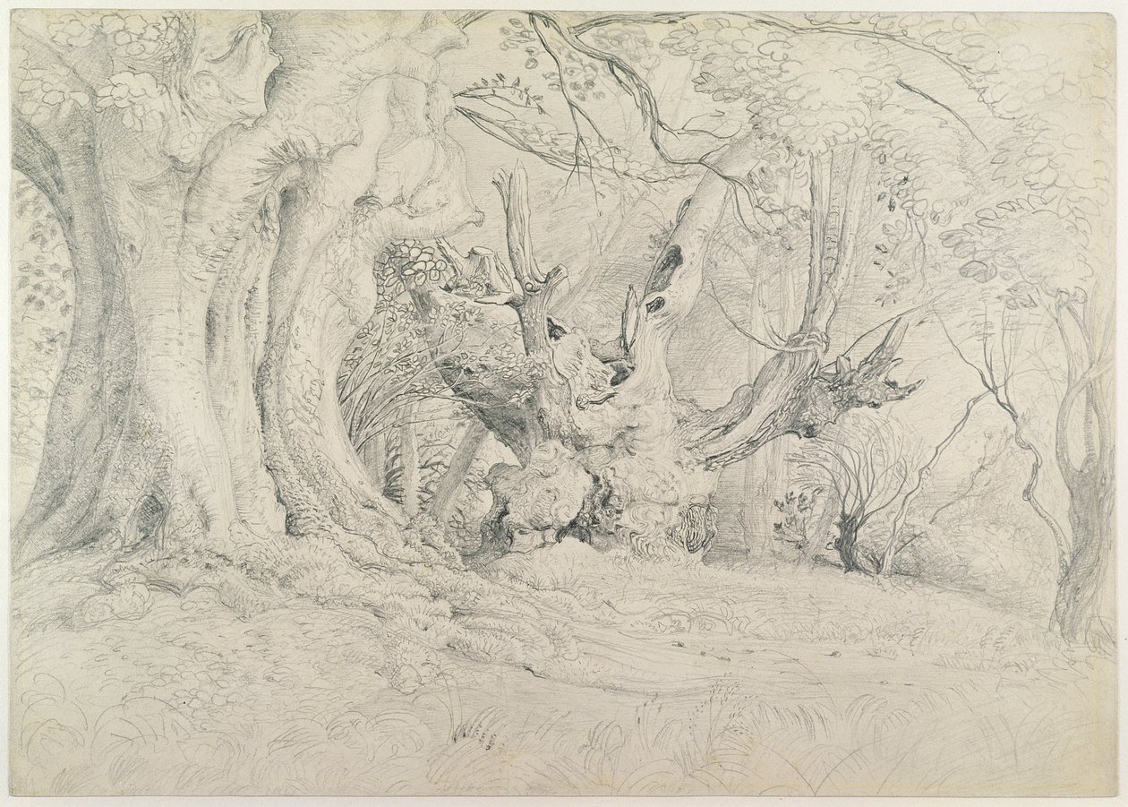 Ancient Trees, Lullingstone Park, 1828 (grafiitti paperille) tekijältä Samuel Palmer