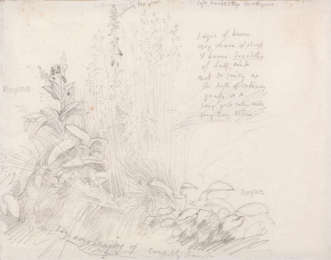 Foxgloves tekijältä Samuel Palmer