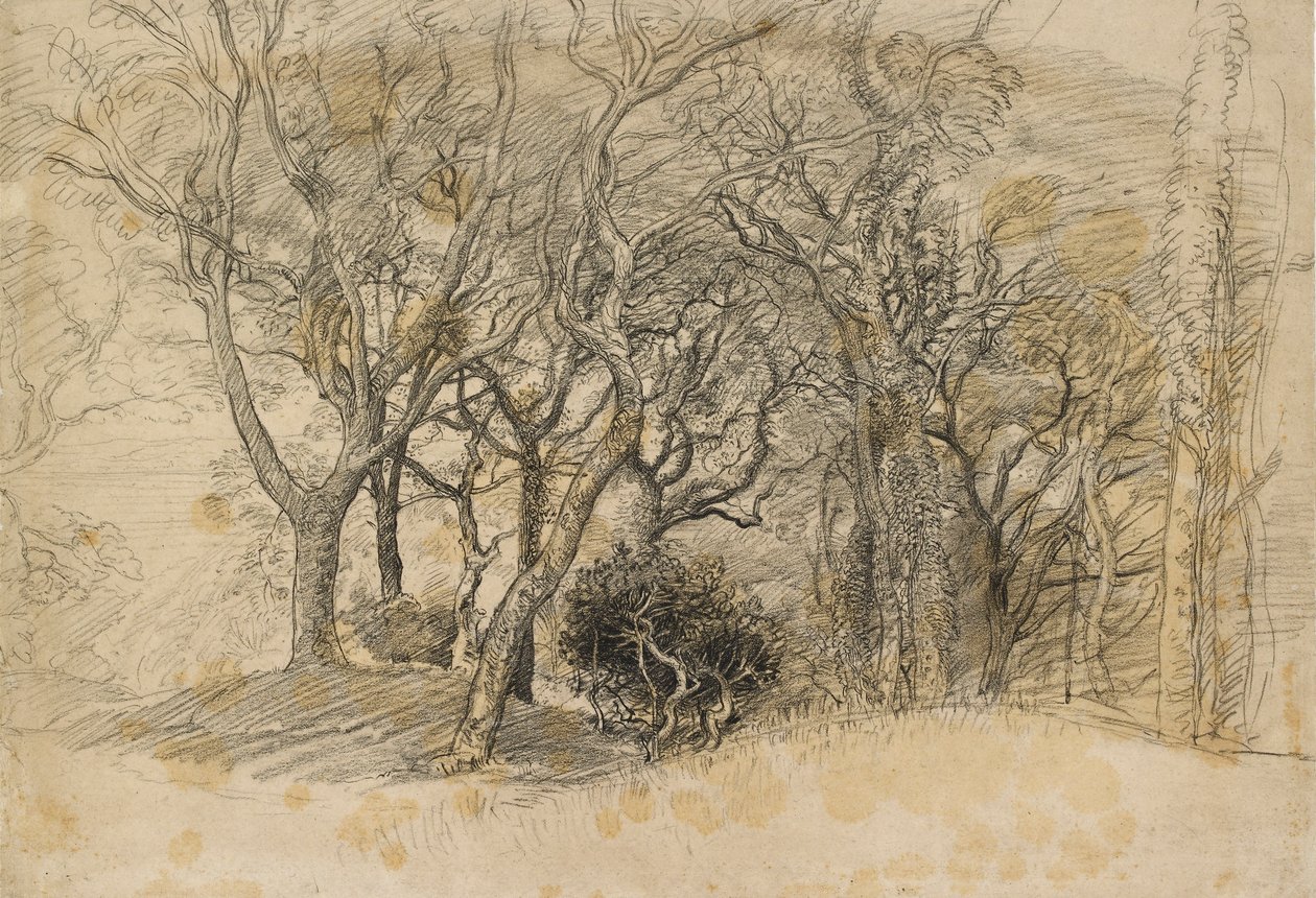 Study of Trees, Clovelly Park, 1834 tekijältä Samuel Palmer