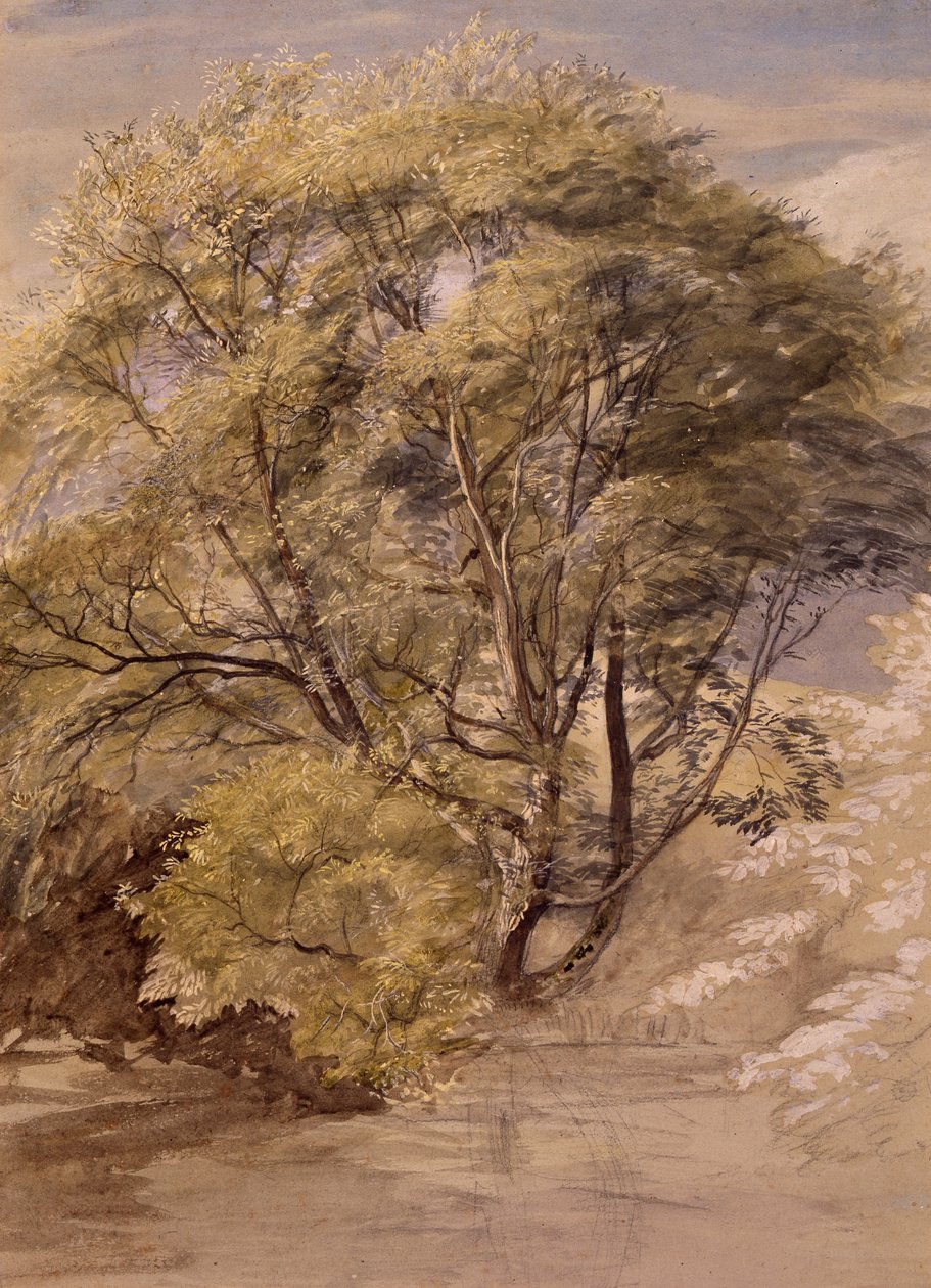 Tutkimus pajupuusta, n. 1850 (akvarelli paperille) tekijältä Samuel Palmer