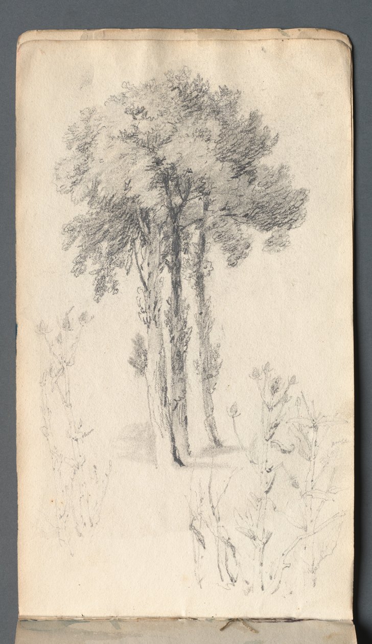 Luonnoskirja: Puututkimus, 1814. tekijältä Samuel Prout
