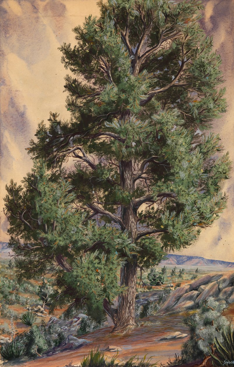 Pine Tree, n.d. tekijältä Sandow