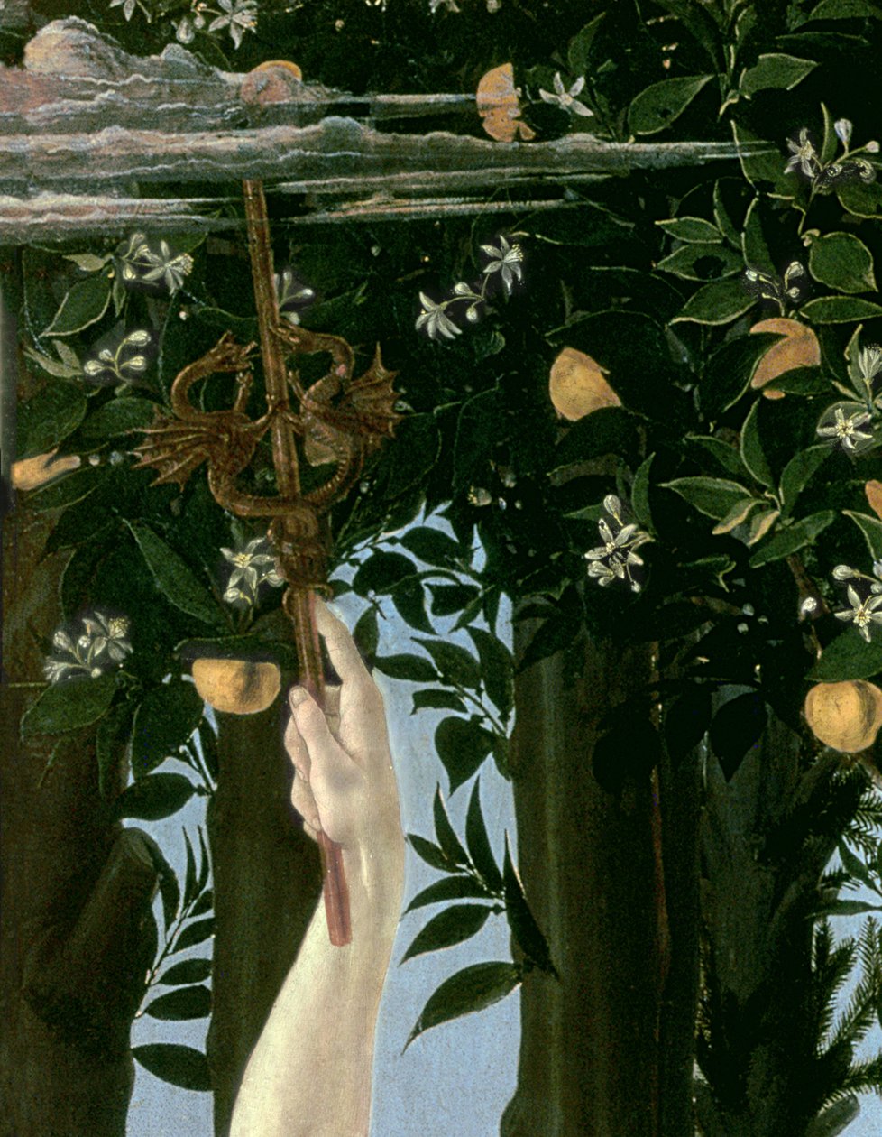 Primavera, n. 1478, tempera paneelin yksityiskohdassa 558 tekijältä Sandro Botticelli
