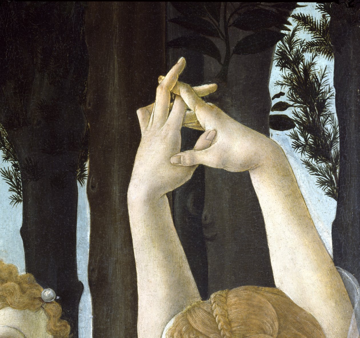 Primavera, n. 1478, tempera paneelin yksityiskohdassa 558 tekijältä Sandro Botticelli