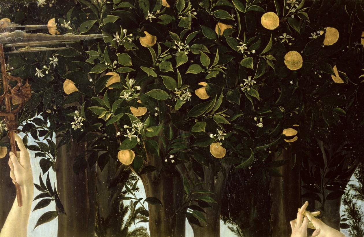 Primavera, yksityiskohta appelsiinipuusta, n.1478 tempera paneelille. tekijältä Sandro Botticelli