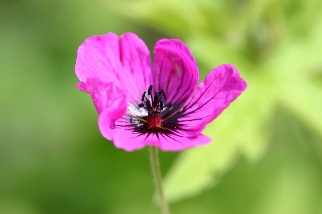 Garsington Anemone, 2009 tekijältä Sarah OToole