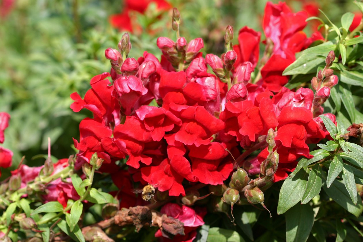 Garsington Antirrhinum, 2009 tekijältä Sarah OToole