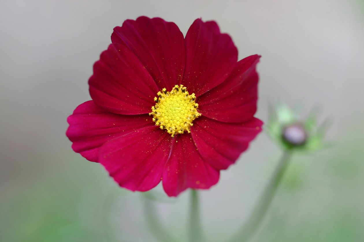 Garsington Dahlia, 2009 tekijältä Sarah OToole