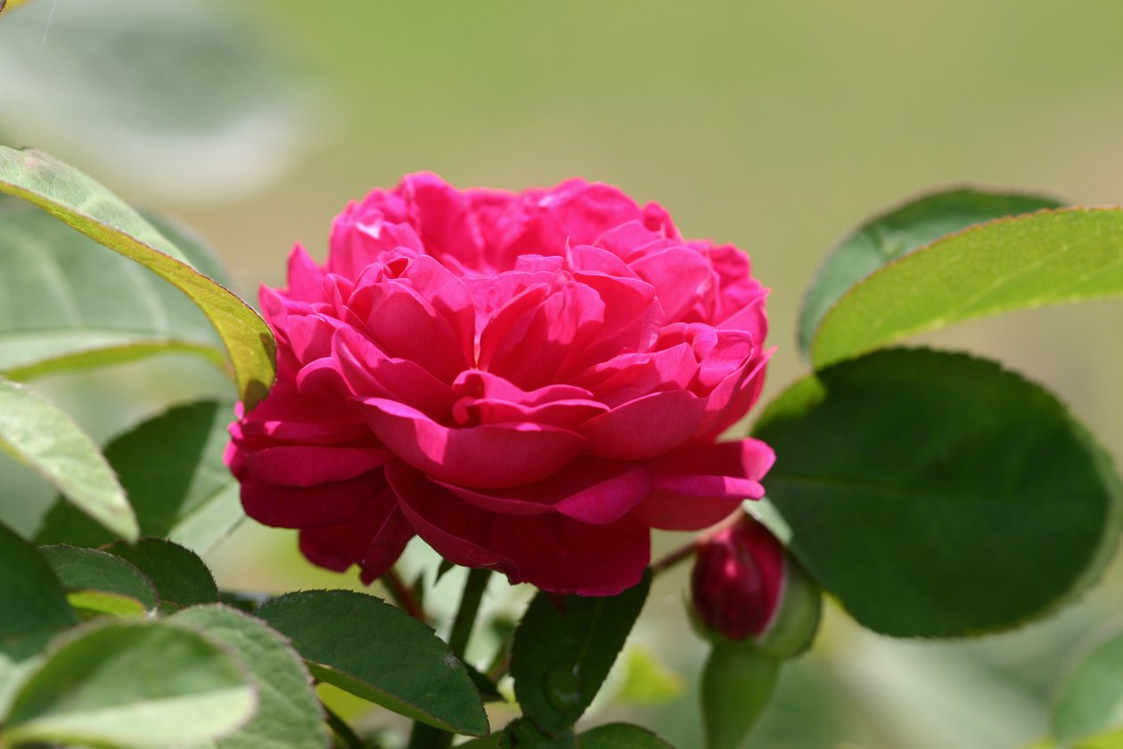 Garsington David Austin Rose, 2009 tekijältä Sarah OToole