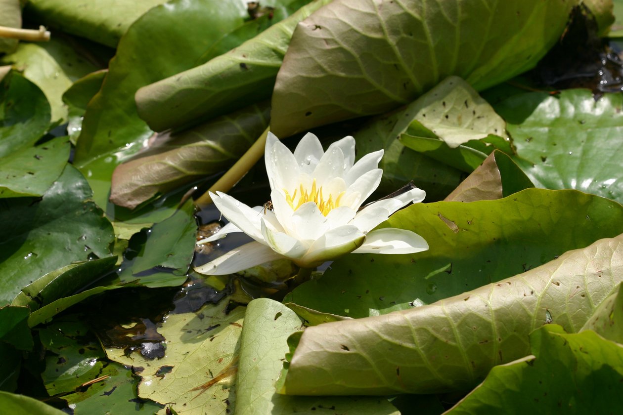 Garsington Waterlily, 2009 tekijältä Sarah OToole