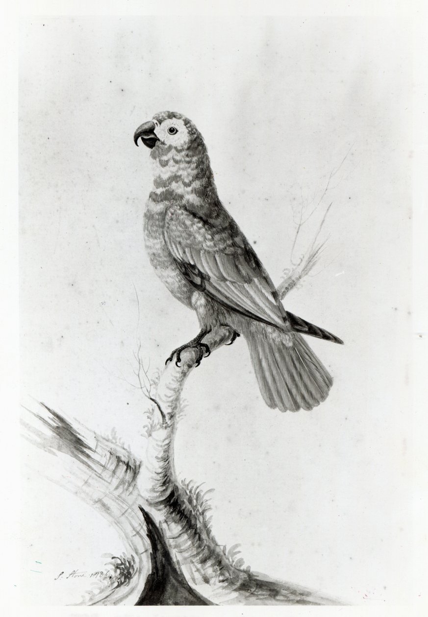 Papukaija, 1786 tekijältä Sarah Stone