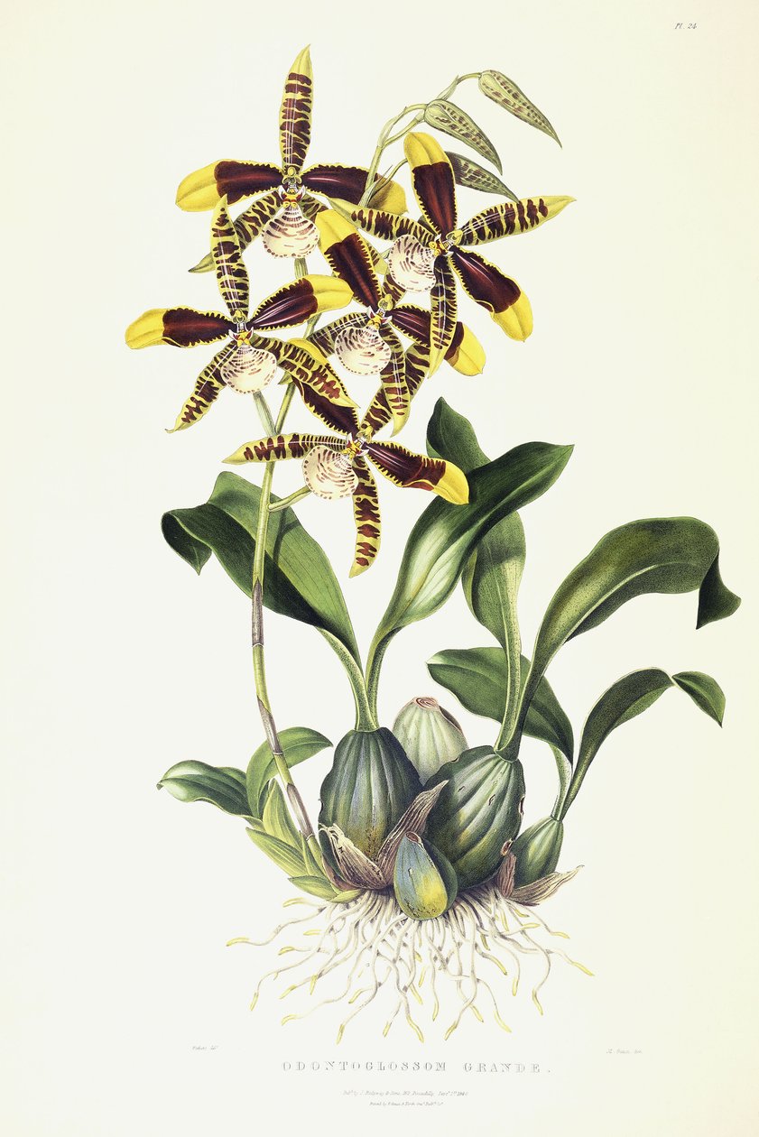Odontoglossum Grande, n. 1837-1843 tekijältä Miss Drake
