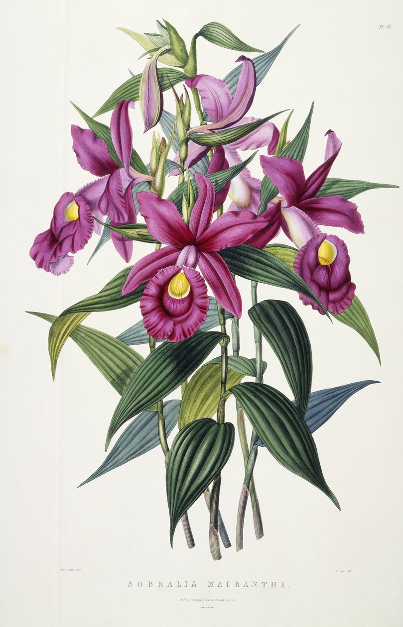Sobralia Macrantha, n. 1837-1843 tekijältä Miss Drake