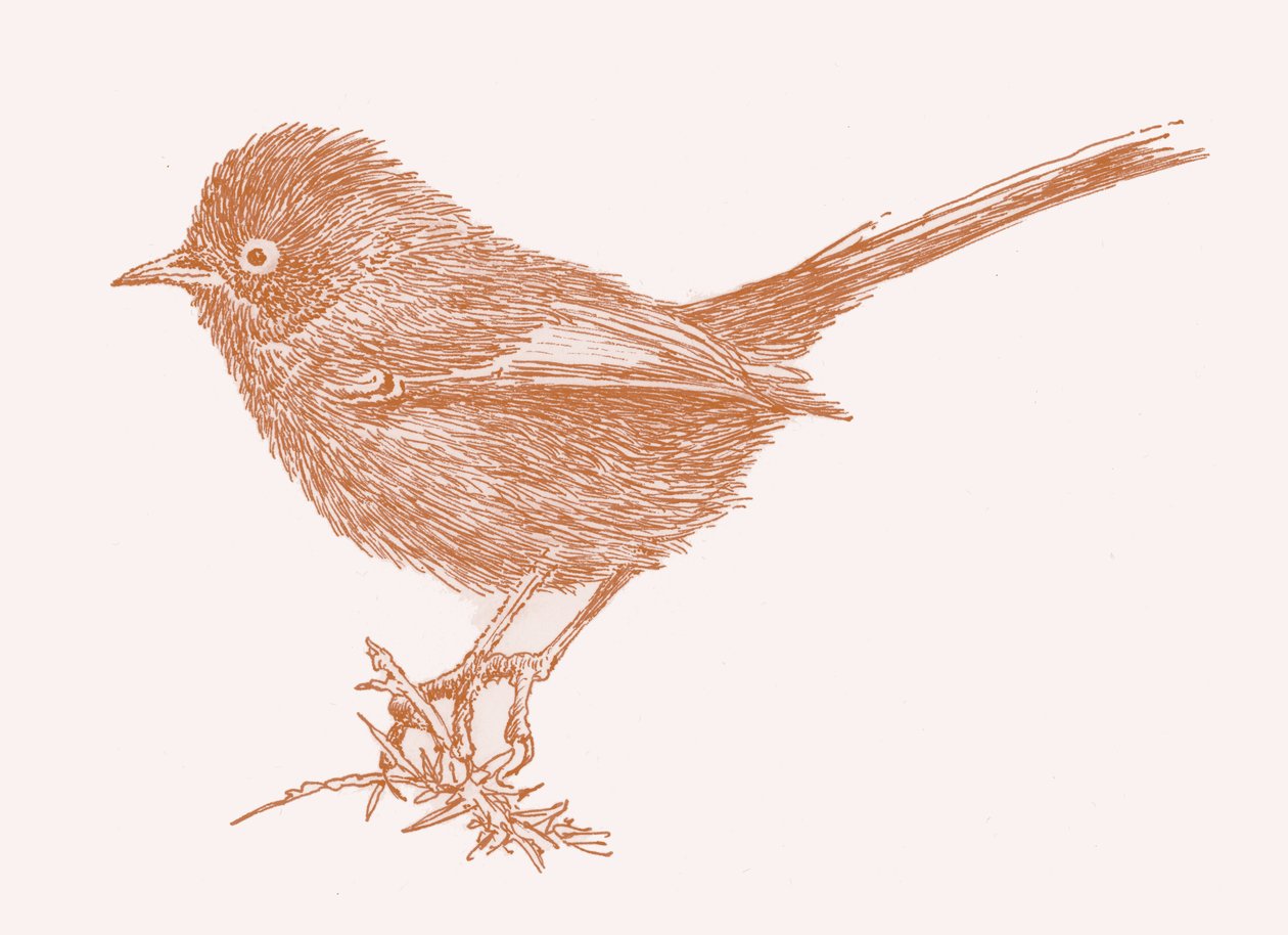 Dartford Warbler, 2017 tekijältä Sarah Hough