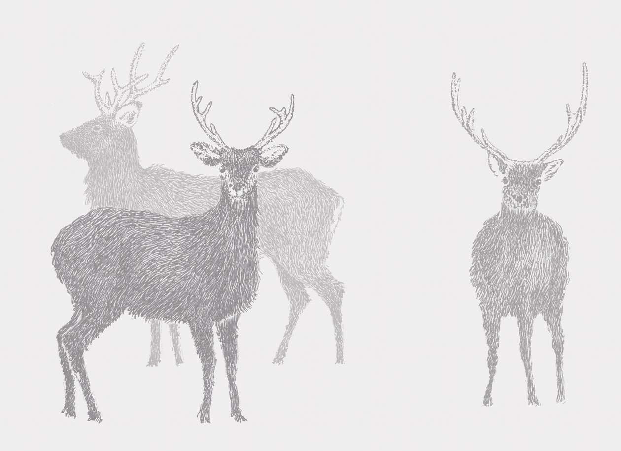 Sika Deer, 2017 tekijältä Sarah Hough