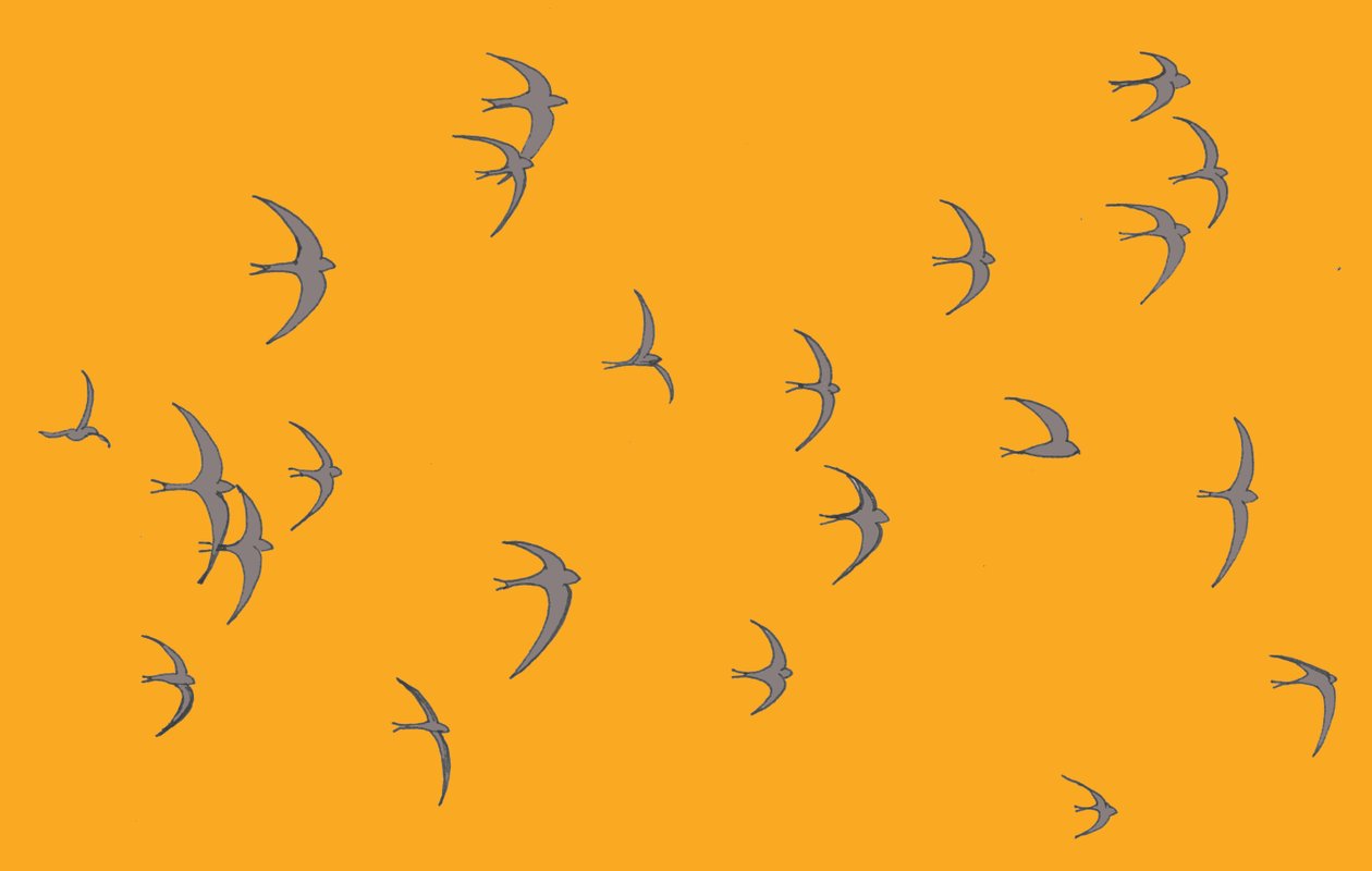 Swifts, 2017 tekijältä Sarah Hough