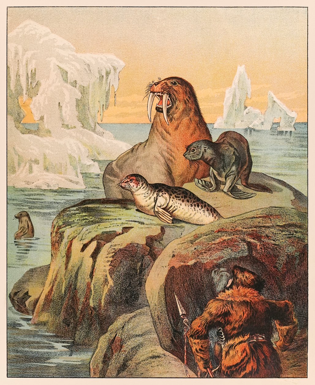 Eskimo metsästää hylkeitä ja mursua, P.T. Barnum