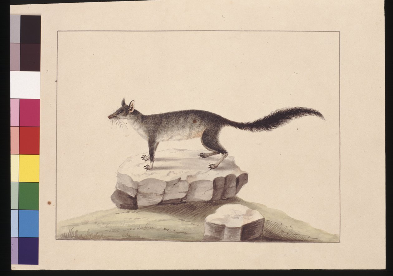 Sivu 10. Tapoa Tafa. Tunnetaan nykyään nimellä Brush-tailed Phascogale, n. 1789-1790 (akvarelli) tekijältä Sarah Stone