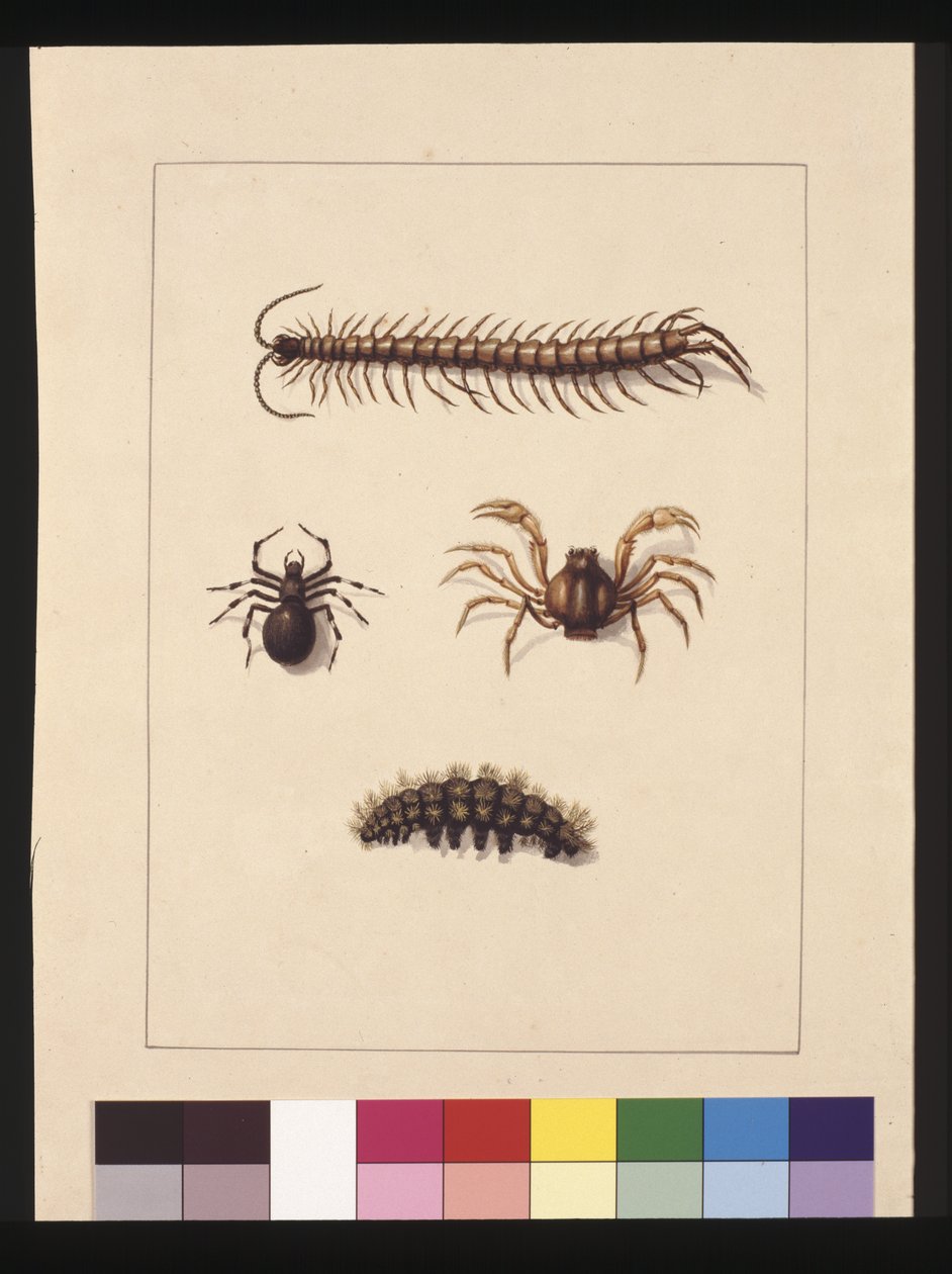 Sivu 11. New South Walesin hyönteiset. Tunnetaan nykyään nimellä Common tuhatjalkainen, Hämähäkkisuku Isopeda, Soldier Crab, Caterpillar, n. 1789-90 (akvarelli) tekijältä Sarah Stone