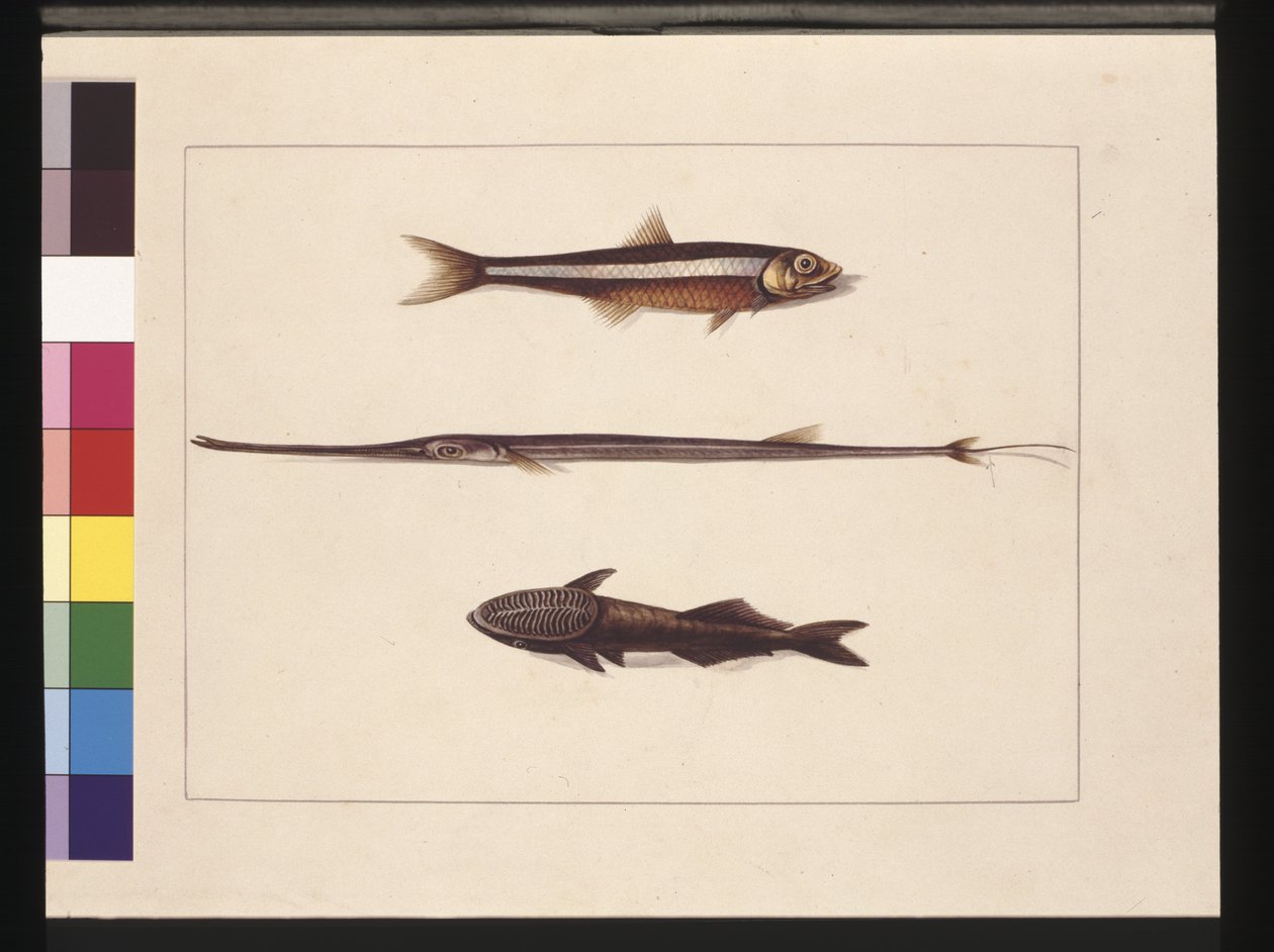 Sivu 13. Catherine, Tupakka, Pipe Fish, Remora Fish. Tunnetaan nykyään nimellä sardelli, huilusuu ja imevä kala, n. 1789-90 (akvarelli) tekijältä Sarah Stone