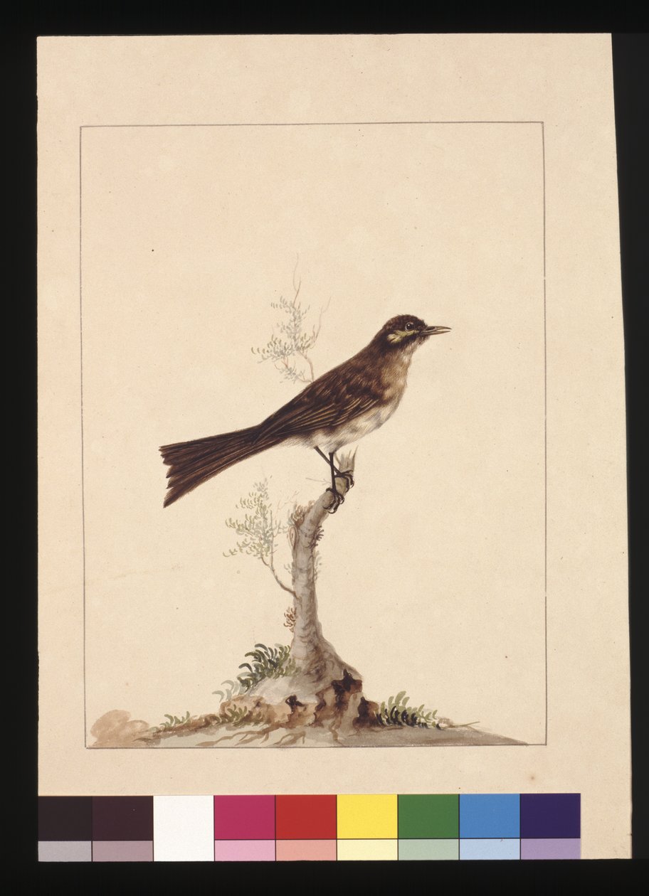 Sivu 14. Keltakorvainen kärpässieppo. Tunnetaan nykyään keltanaamaisena hunajamaisena, n. 1789-1790 (akvarelli) tekijältä Sarah Stone