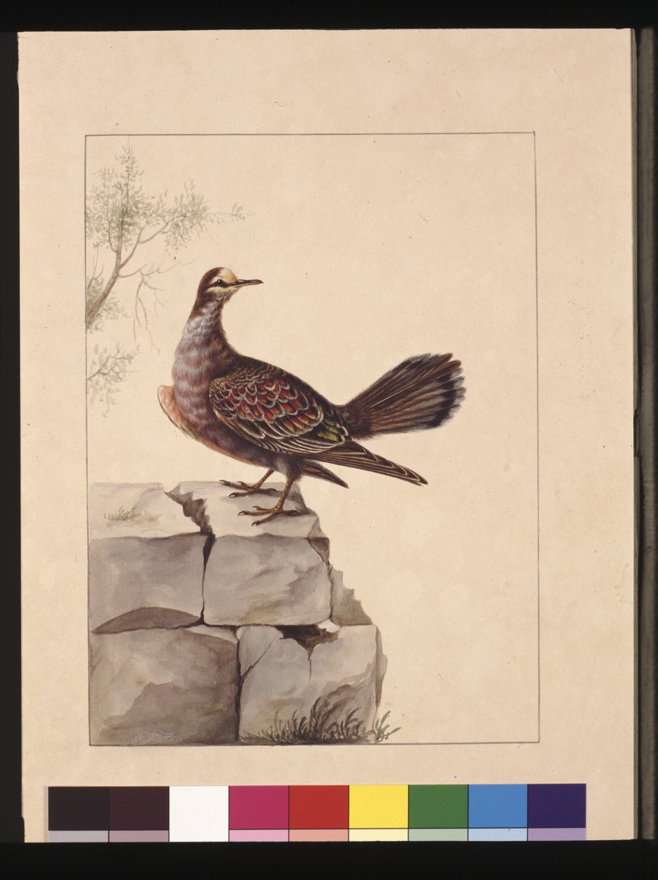 Sivu 15. Kultainen kyyhkynen. Nyt tunnetaan nimellä Forest Bronzewing Pigeon, n. 1789-1790 (akvarelli) tekijältä Sarah Stone