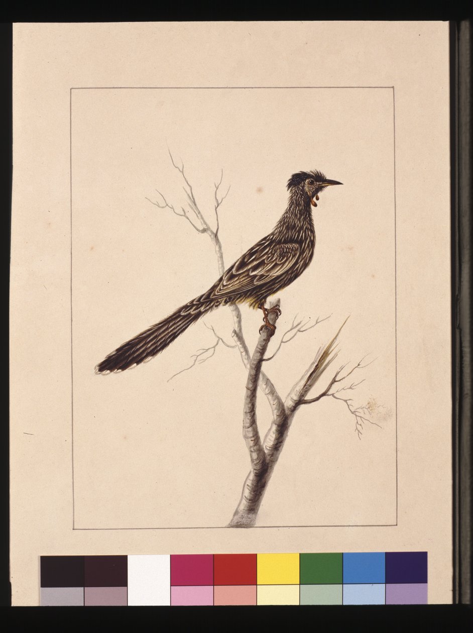 Sivu 17. Wattled Bee Eater. Tunnetaan nykyään nimellä Red Wattle, lintu, n. 1789-1790 (akvarelli) tekijältä Sarah Stone