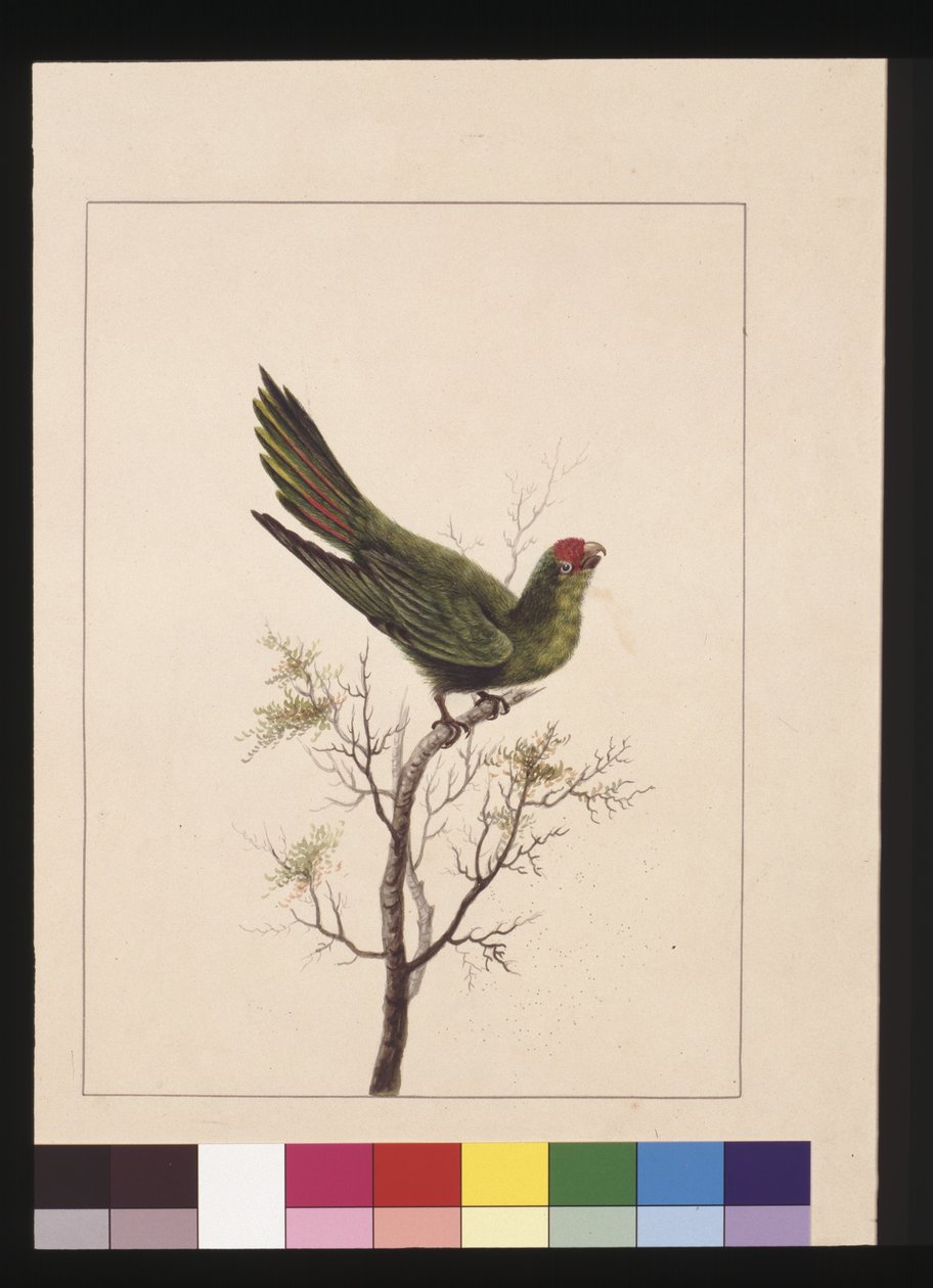 Sivu 18. Pieni parketti. Nyt tunnetaan nimellä Little Lorikeet, n. 1789-1790 (akvarelli) tekijältä Sarah Stone