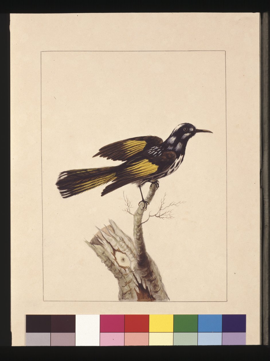 Sivu 19. New Holland Creeper. Tunnetaan nykyään New Hollandin hunajasyöjänä, n. 1789-1790 (akvarelli) tekijältä Sarah Stone