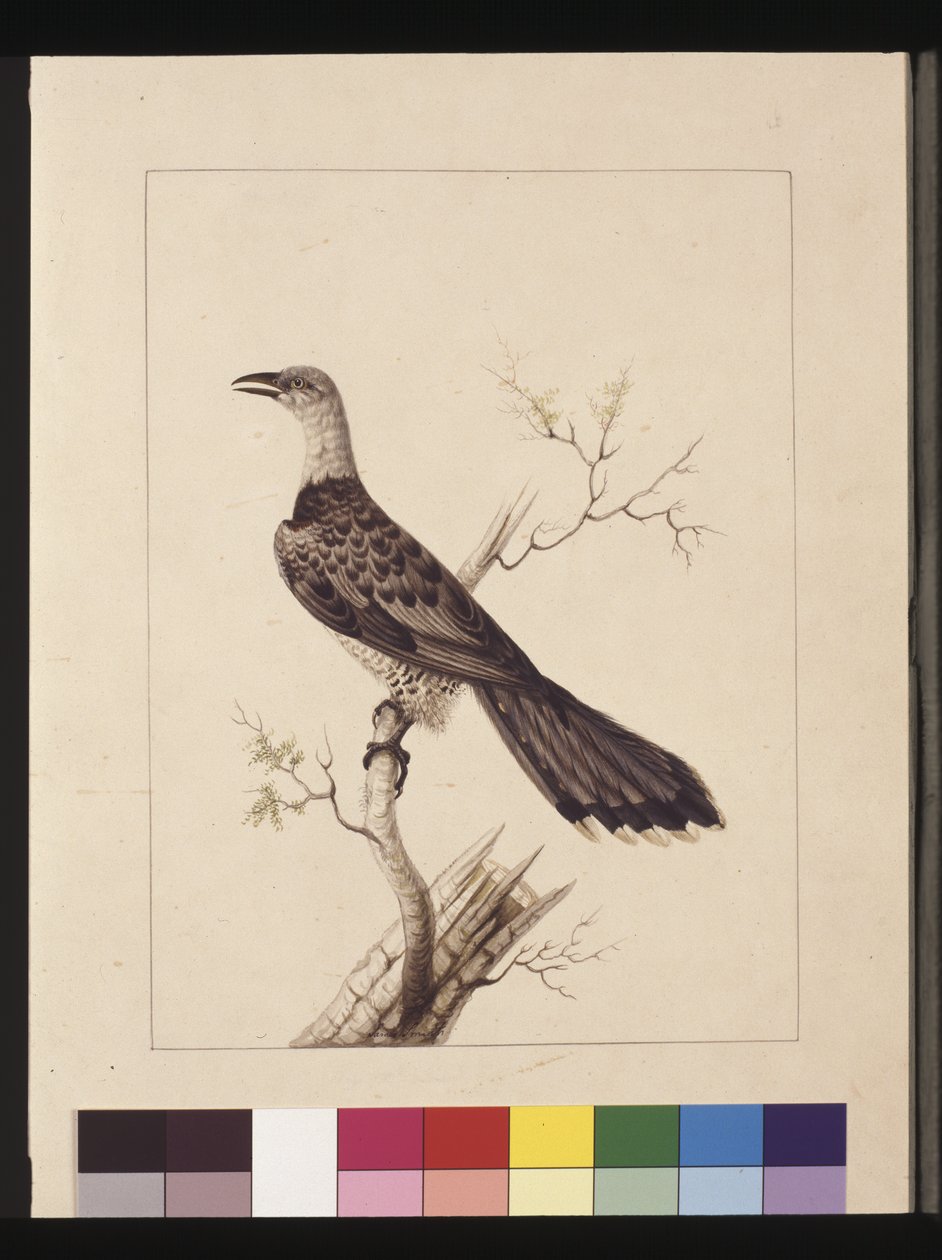 Sivu 1. Anomaalinen sarvinokka: Signed l.c. Sarah Smith. Tunnetaan nykyään nimellä kanavakäki, n. 1789-1790 (akvarelli) tekijältä Sarah Stone