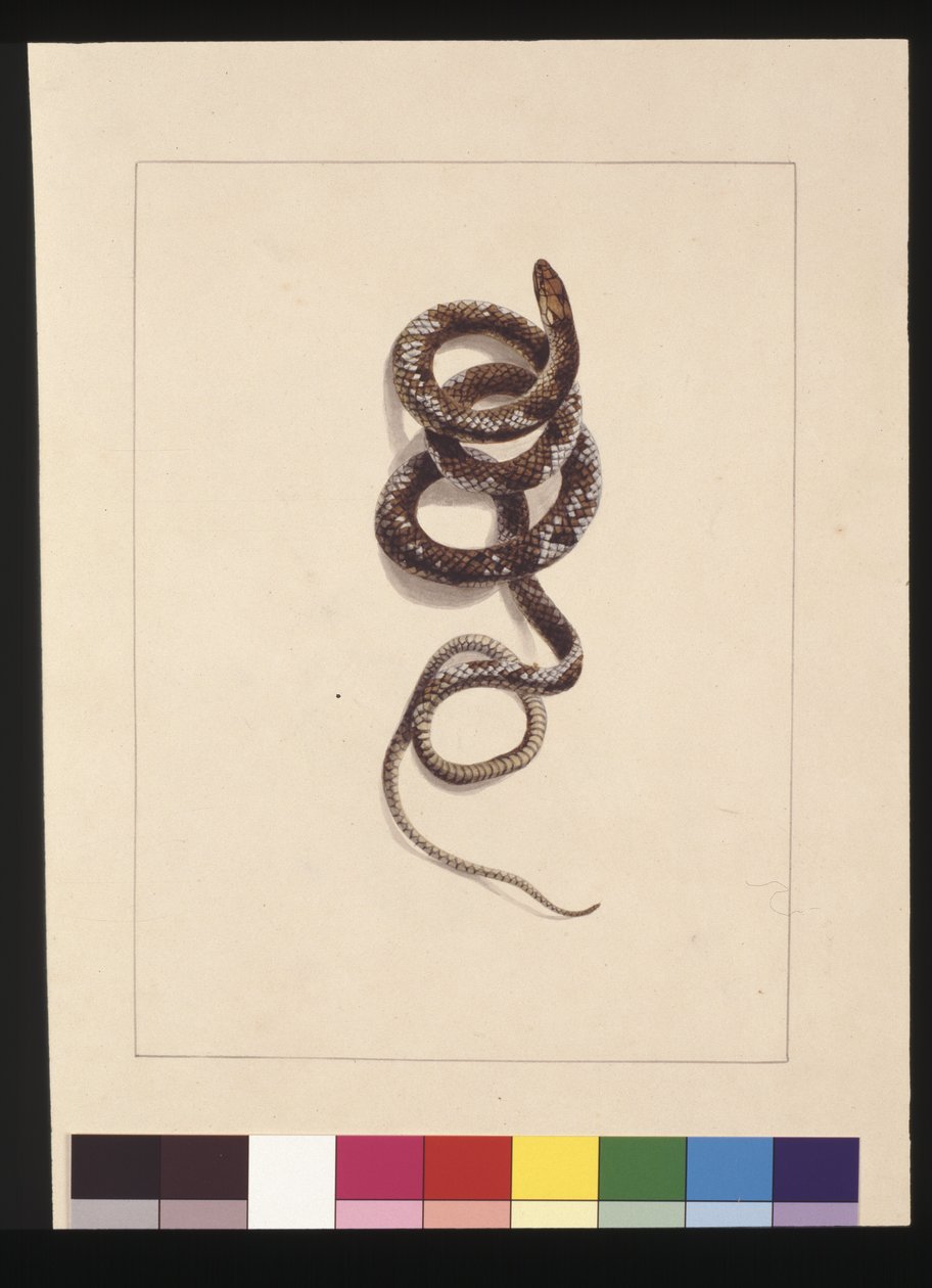 Sivu 20. Käärme nro 1. Tunnetaan nykyään nimellä ruskea käärme, n. 1789-1790 (akvarelli) tekijältä Sarah Stone