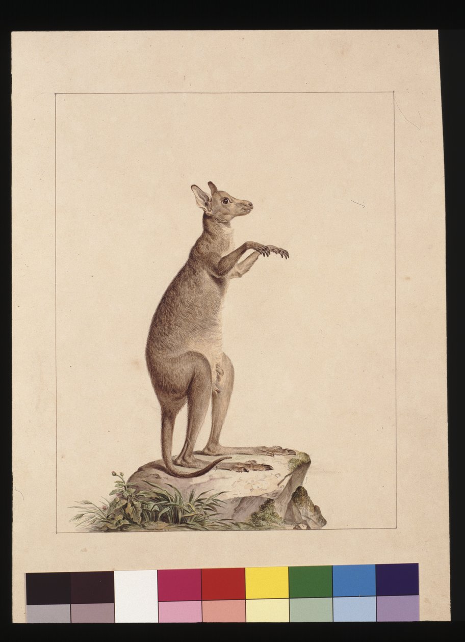 Sivu 22. Kenguru. Tunnetaan nykyään kenguruna. Mahdollisesti Charles Catton Junr, n. 1789-1790 (akvarelli) tekijältä Sarah Stone