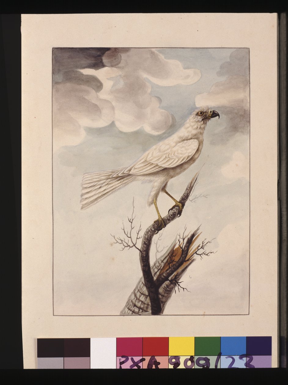 Sivu 23. White Hawke. Tunnetaan nykyään nimellä Grey Goshawk, n. 1789-1790 (akvarelli) tekijältä Sarah Stone