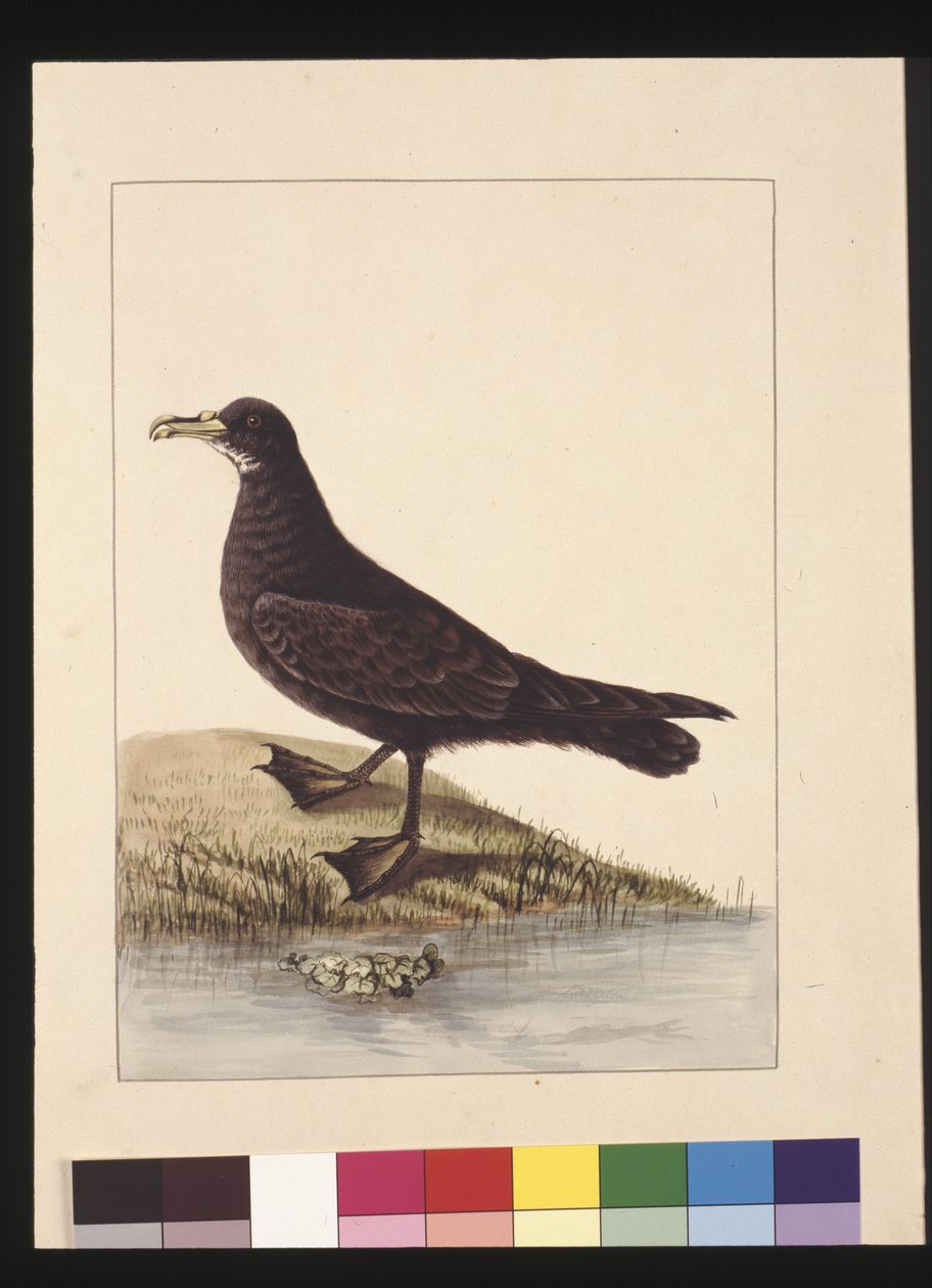 Sivu 24. Fuliginous Peteril. Nyt tunnetaan nimellä White-chinned Petrel, n. 1789-1790 (akvarelli) tekijältä Sarah Stone